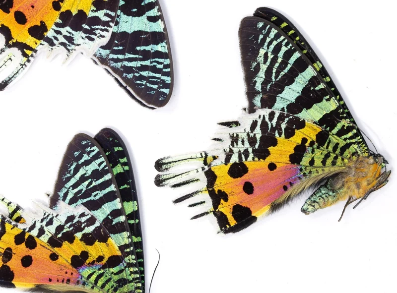 Tropical Moths Special Collection | 5 A1 Unmounted Specimens | Atlas, Sunset & Deaths Head Moths