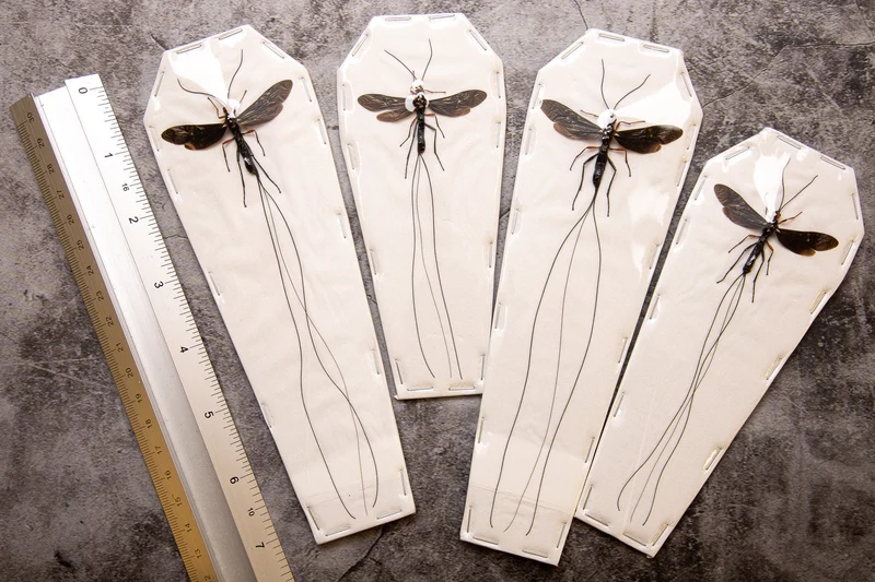 Ichneumon Wasp Large F (Meganura ingens) A1 Entomology RARE PARASITIC WASP