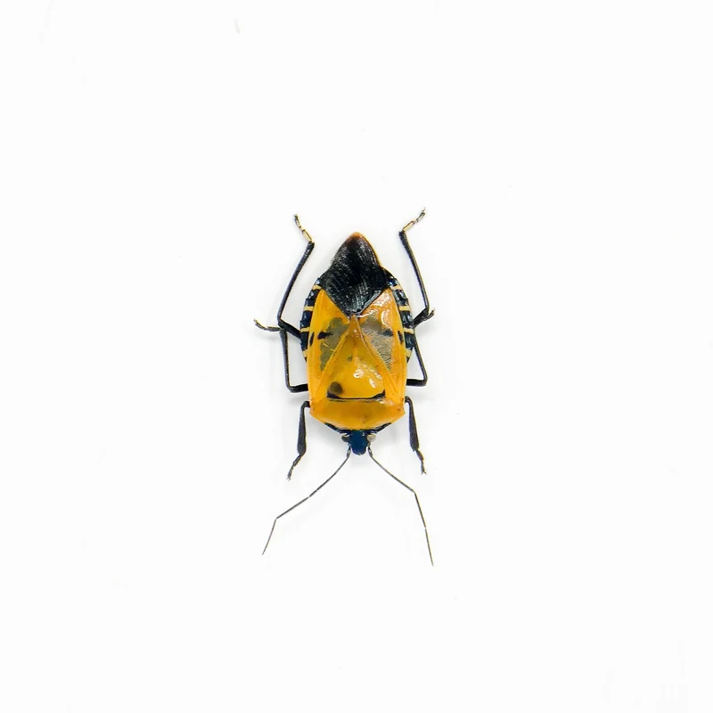 TWO (2) Man Face Bugs (Catacanthus incarnatus) A1 Dry-preserved Specimens