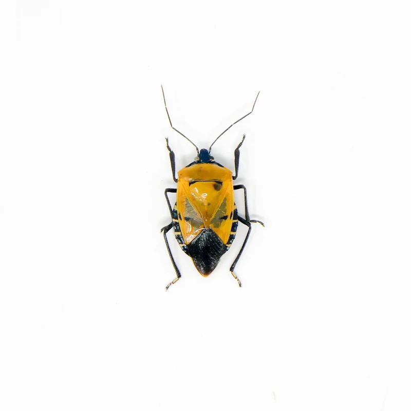 TWO (2) Man Face Bugs (Catacanthus incarnatus) A1 Dry-preserved Specimens