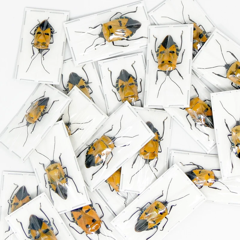 TWO (2) Man Face Bugs (Catacanthus incarnatus) A1 Dry-preserved Specimens