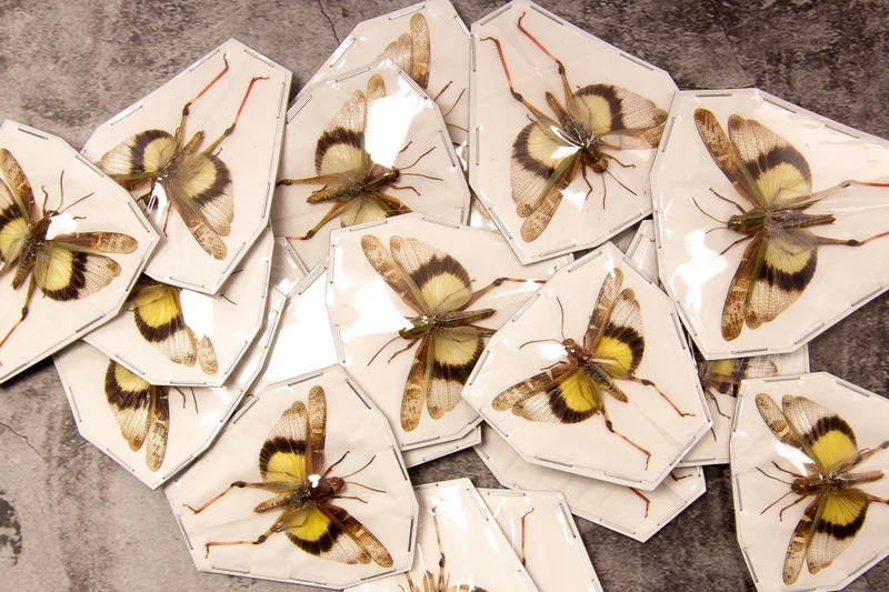 10 Gastrimargus africanus parvulus (SPREAD WINGS-OPEN) A1 Entomology Specimens, Wholesale