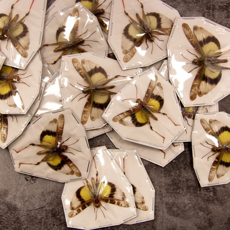 10 Gastrimargus africanus parvulus (SPREAD WINGS-OPEN) A1 Entomology Specimens, Wholesale