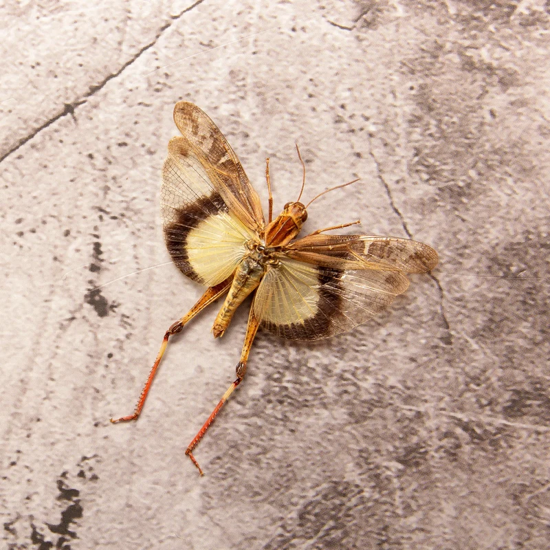 10 Gastrimargus africanus parvulus (SPREAD WINGS-OPEN) A1 Entomology Specimens, Wholesale