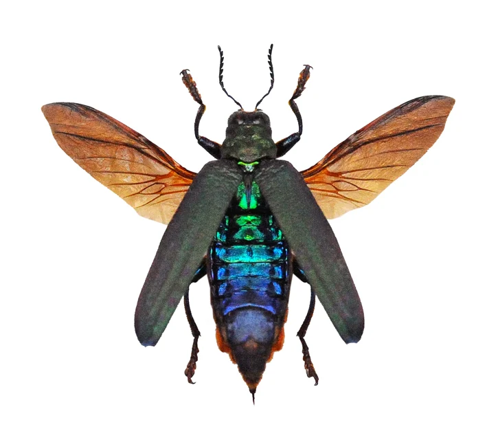 Demochroa detanii Beetle Spread Specimen | A1 Quality | Dry-Preserved BUPRESTIDAE (Wings-Spread)