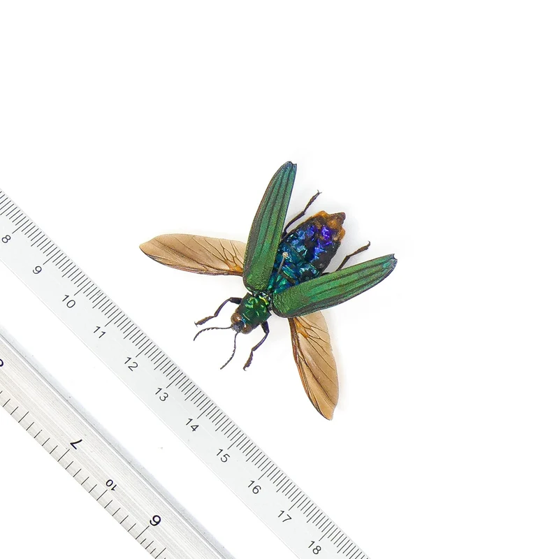 Demochroa detanii Beetle Spread Specimen | A1 Quality | Dry-Preserved BUPRESTIDAE (Wings-Spread)