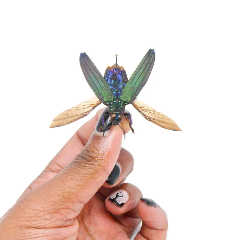 Demochroa detanii Beetle Spread Specimen | A1 Quality | Dry-Preserved BUPRESTIDAE (Wings-Spread)