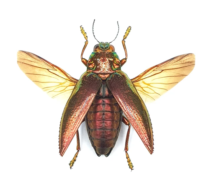 SPREAD Red Jewel Beetle (Chrysodema radians) Rare Red-form A1