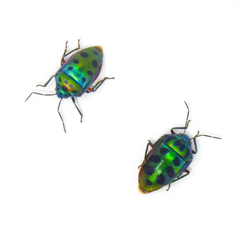 TWO (2) Mangrove Jewel Bugs (Calliphara nobilis) A1 Dry-preserved Specimens