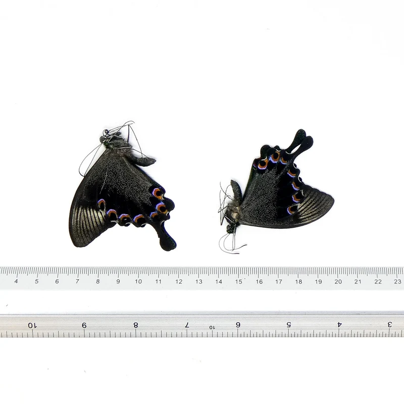 TWO (2) Paris Peacock Swallowtail (Papilio paris) A1 Unmounted Butterflies