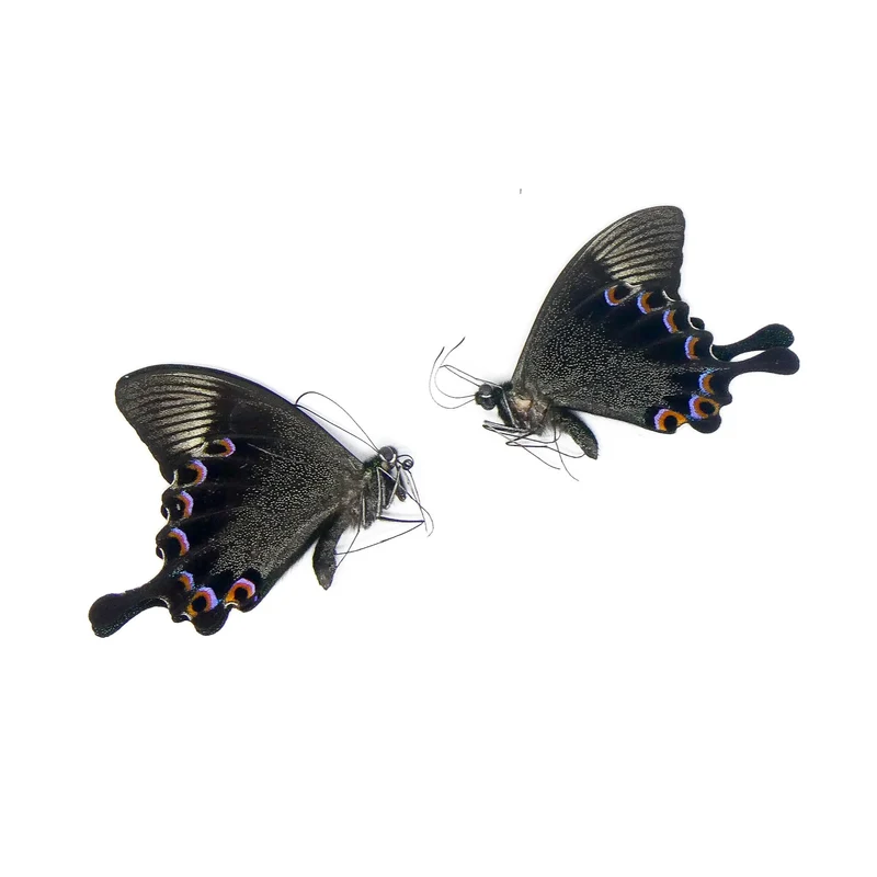TWO (2) Paris Peacock Swallowtail (Papilio paris) A1 Unmounted Butterflies