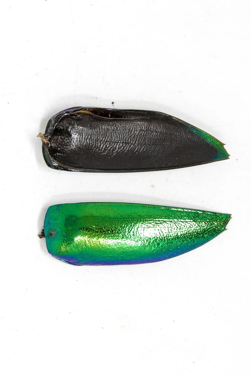 100g Jewel Beetle Elytra Wings (1,000 pcs approx) | Sternocera aequisignata | Iridescent wing cases ethically sourced