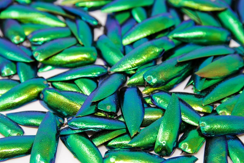 100g Jewel Beetle Elytra Wings (1,000 pcs approx) | Sternocera aequisignata | Iridescent wing cases ethically sourced