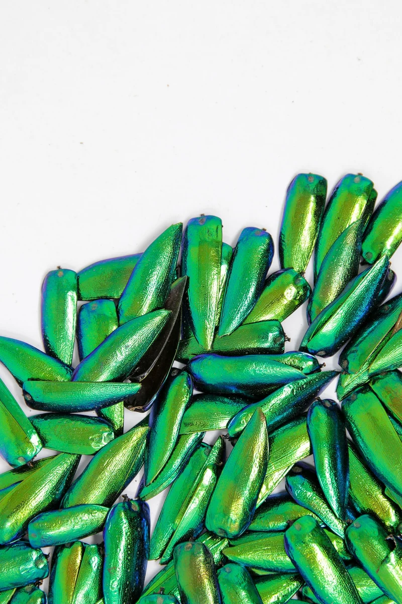 100g Jewel Beetle Elytra Wings (1,000 pcs approx) | Sternocera aequisignata | Iridescent wing cases ethically sourced