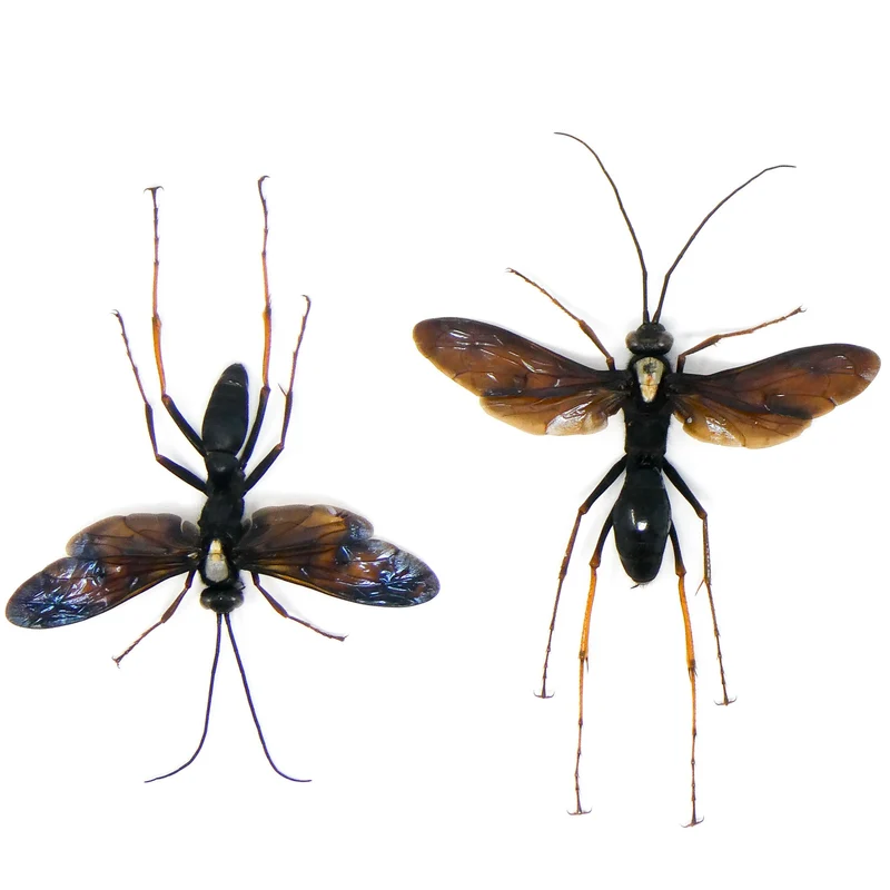 TWO (2) Predator Wasps (Leptodialepis sp. 01) A1 SPREAD Specimens