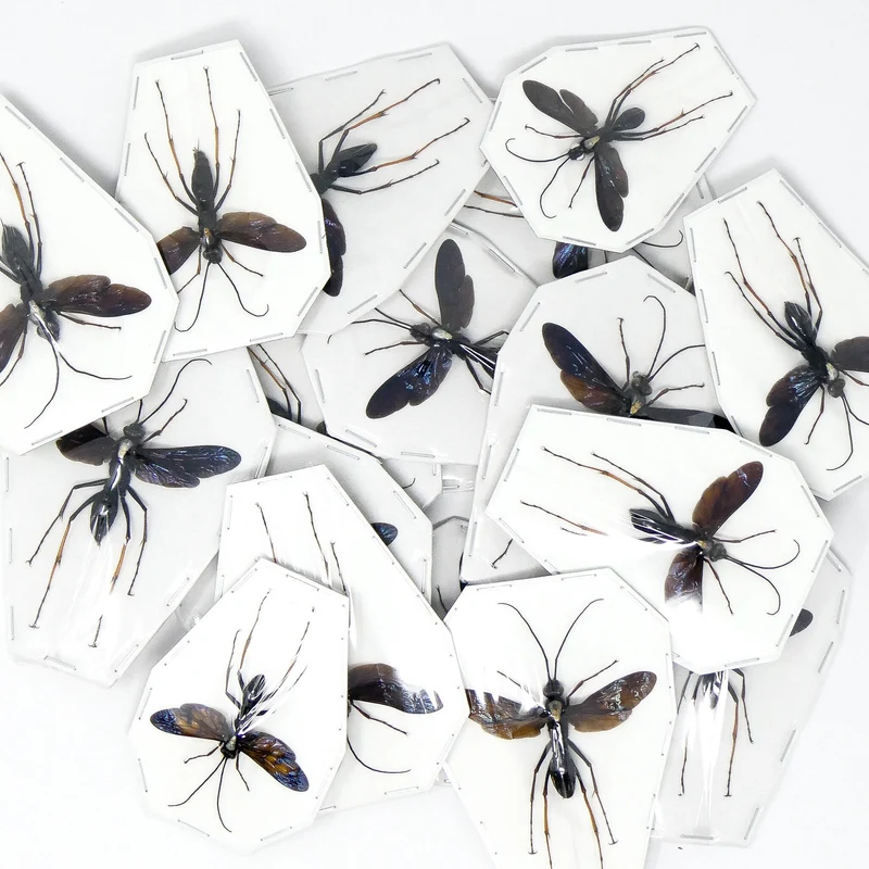 TWO (2) Predator Wasps (Leptodialepis sp. 01) A1 SPREAD Specimens