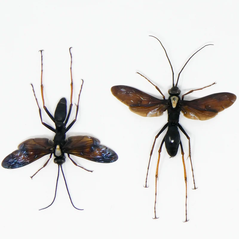 TWO (2) Predator Wasps (Leptodialepis sp. 01) A1 SPREAD Specimens
