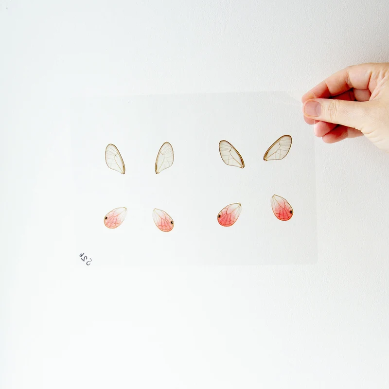 Butterfly Pink Clear Wings GLOSSY LAMINATED SHEET Real Ethically Sourced Specimens Moths Butterflies Wings for Art