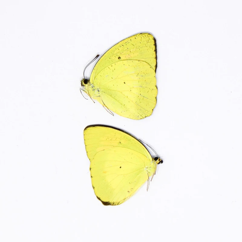TWO (2) Yellow Orange Tip (Ixias pyrene) A1 Unmounted Butterflies