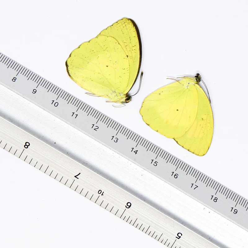 TWO (2) Yellow Orange Tip (Ixias pyrene) A1 Unmounted Butterflies