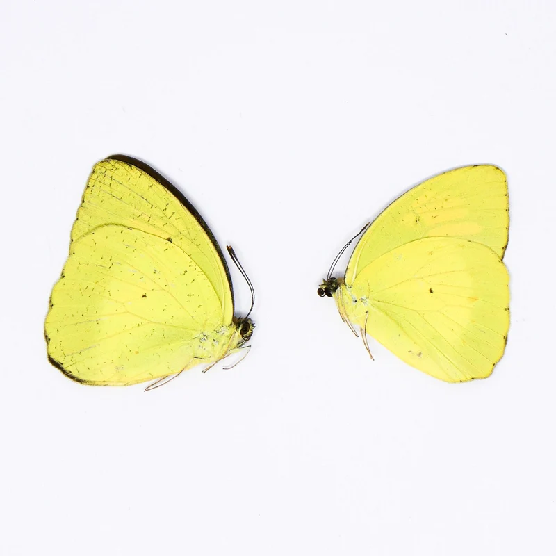 TWO (2) Yellow Orange Tip (Ixias pyrene) A1 Unmounted Butterflies