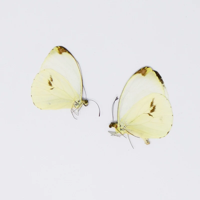TWO (2) Round-winged Vagrant (Nepheronia pharis) A1 Unmounted Butterflies