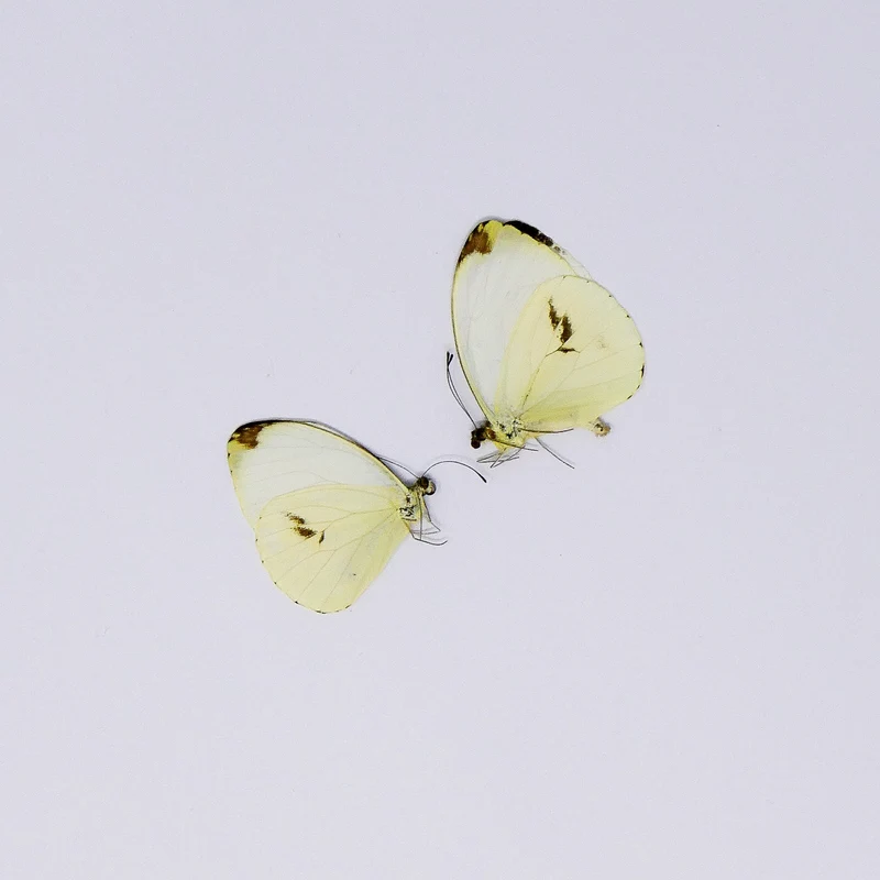 TWO (2) Round-winged Vagrant (Nepheronia pharis) A1 Unmounted Butterflies