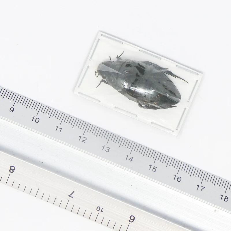 TWO (2) Giant Scavenging Water Beetles (Hydrophilus billineatus cashmirensis) A1 Dytiscidae Specimens