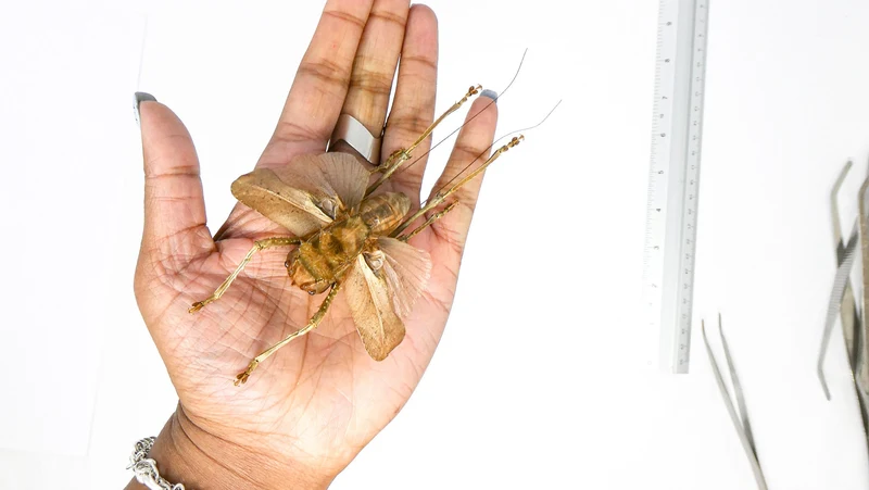 Two (2) SPREAD Dragon Headed Katydids (Lesina ensifera) A1 Specimens