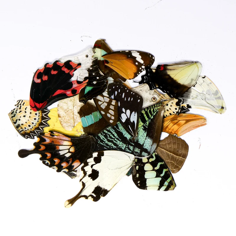 Damaged and Broken 100 Mixed Butterfly Wings, Assorted A2 'Seconds', Ethical Butterflies for Artistic Creation