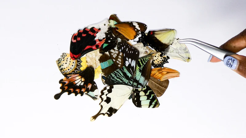 Damaged and Broken 100 Mixed Butterfly Wings, Assorted A2 'Seconds', Ethical Butterflies for Artistic Creation