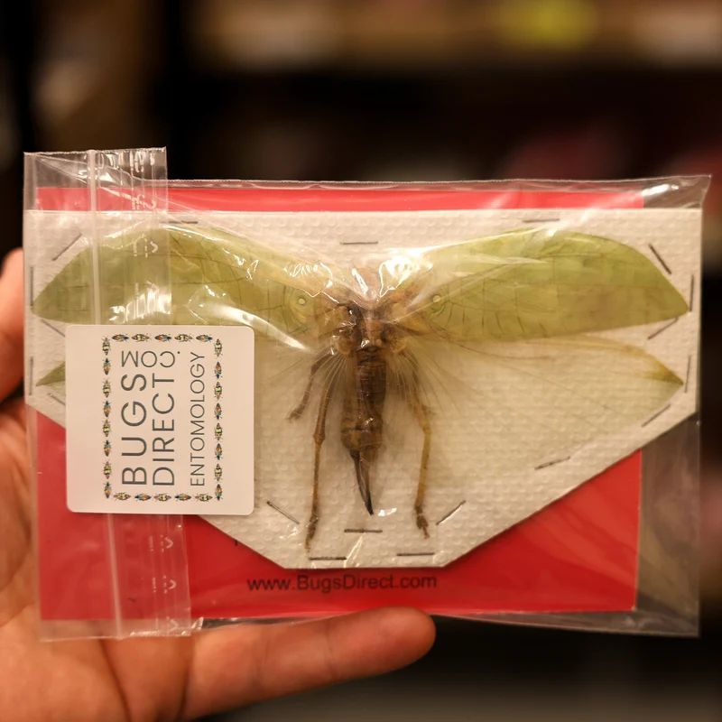 TWO (2) Assorted Katydids Wingspan 8-16mm A1 Specimen
