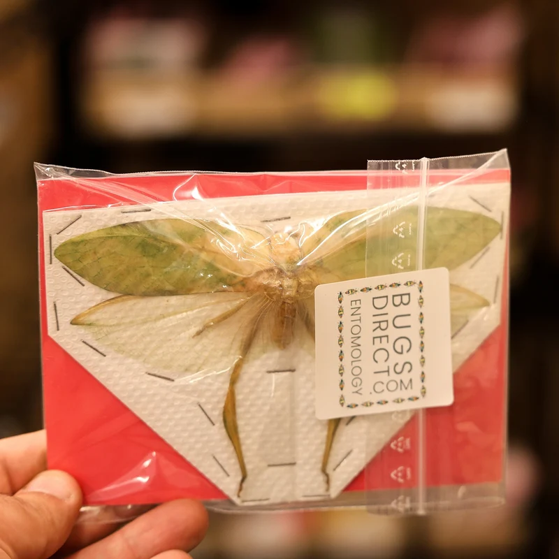 TWO (2) Assorted Katydids Wingspan 8-16mm A1 Specimen