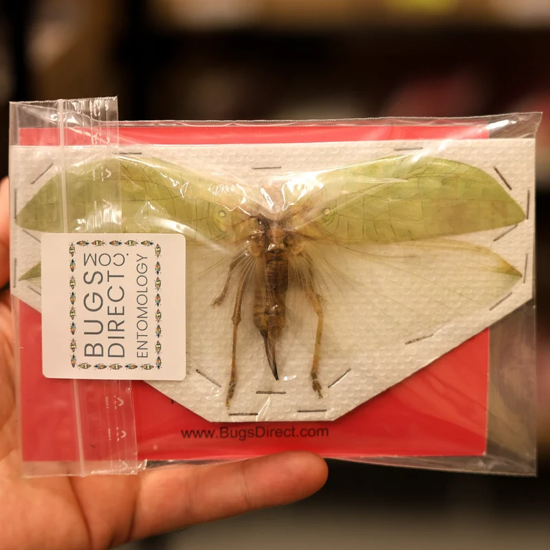 TWO (2) Assorted Katydids Wingspan 8-16mm A1 Specimen