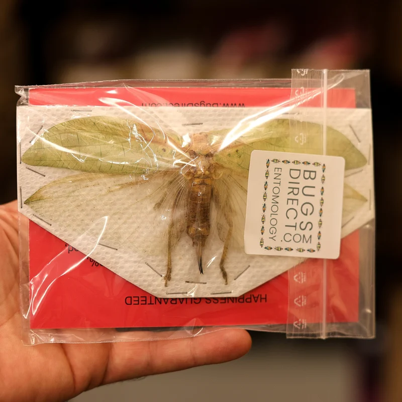 TWO (2) Assorted Katydids Wingspan 8-16mm A1 Specimen
