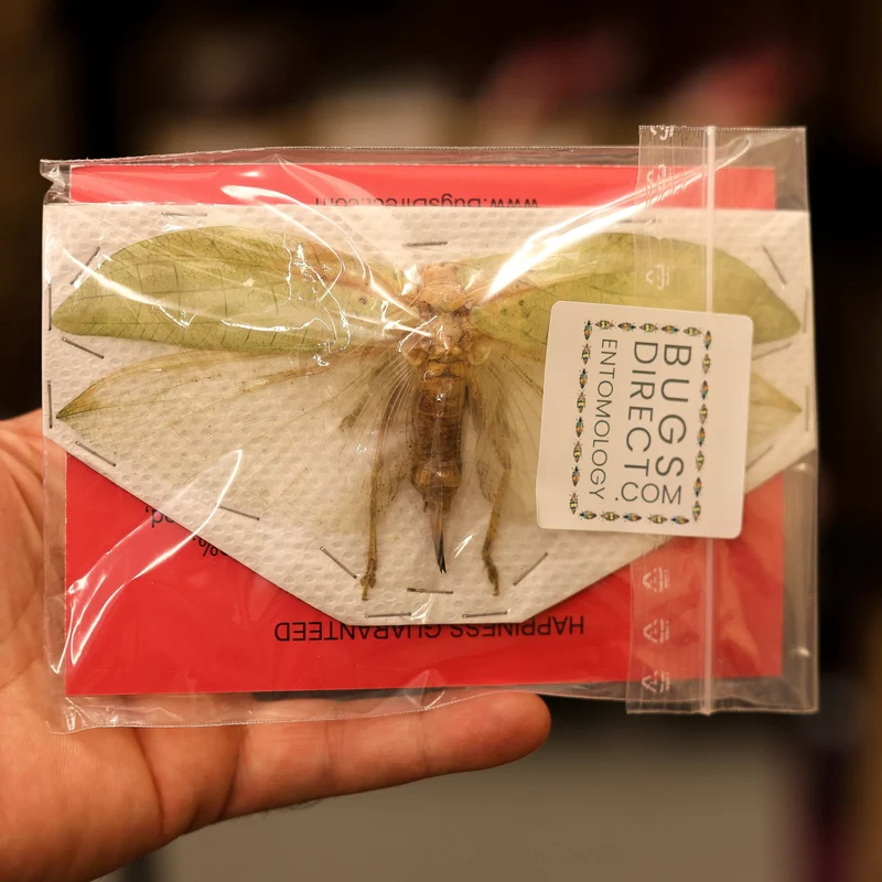 TWO (2) Assorted Katydids Wingspan 8-16mm A1 Specimen