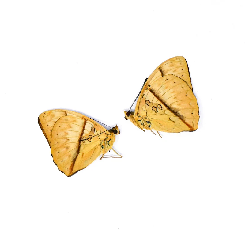 TWO (2) Reinhold's Creamy Glider (Cymothoe rheinholdi) A1 Unmounted Specimens