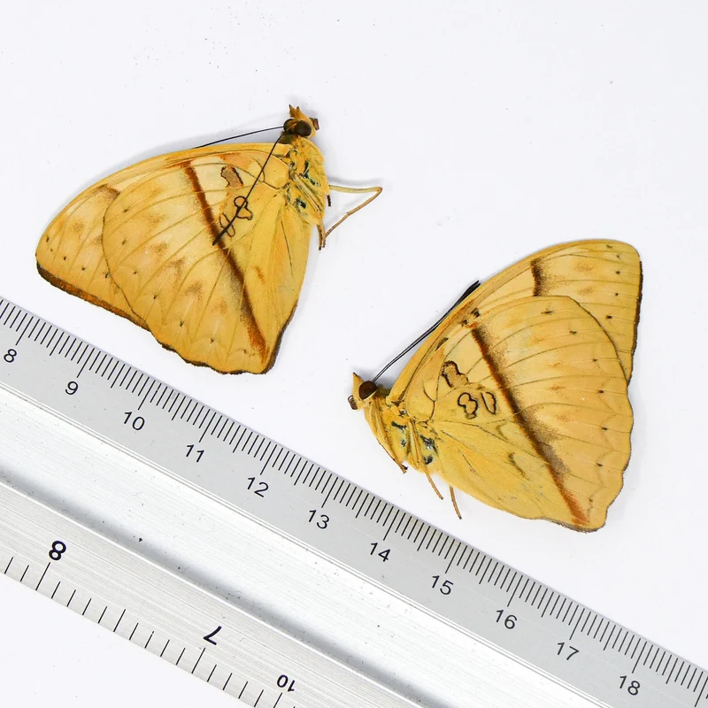 TWO (2) Reinhold's Creamy Glider (Cymothoe rheinholdi) A1 Unmounted Specimens