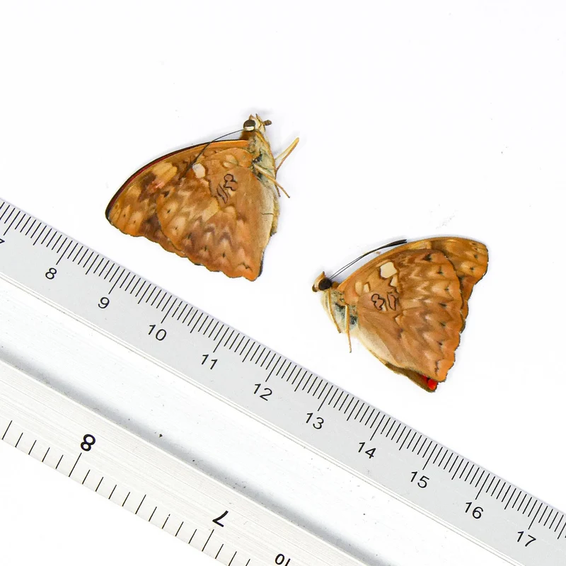 TWO (2) Queen of the Belgians (Cymothoe reginaeelisabethae) A1 Unmounted Specimens