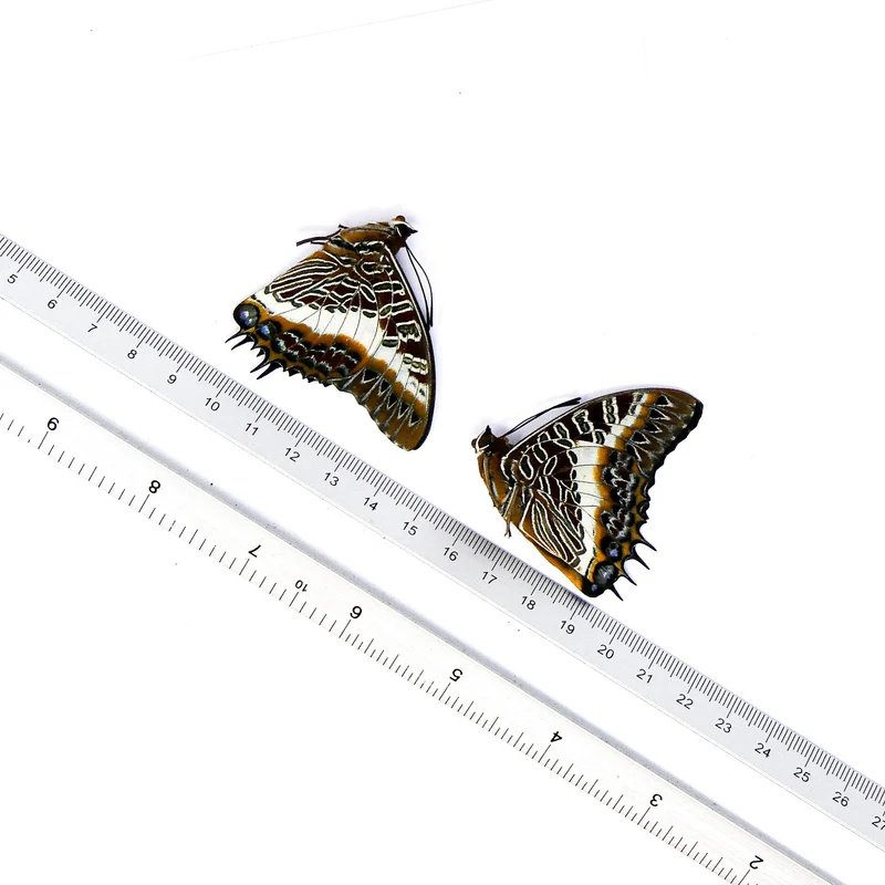 TWO (2) The White-barred Emperor (Charaxes brutus) A1 Unmounted Specimens