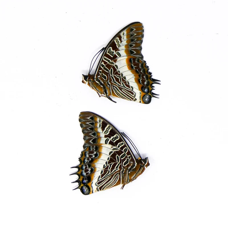TWO (2) The White-barred Emperor (Charaxes brutus) A1 Unmounted Specimens