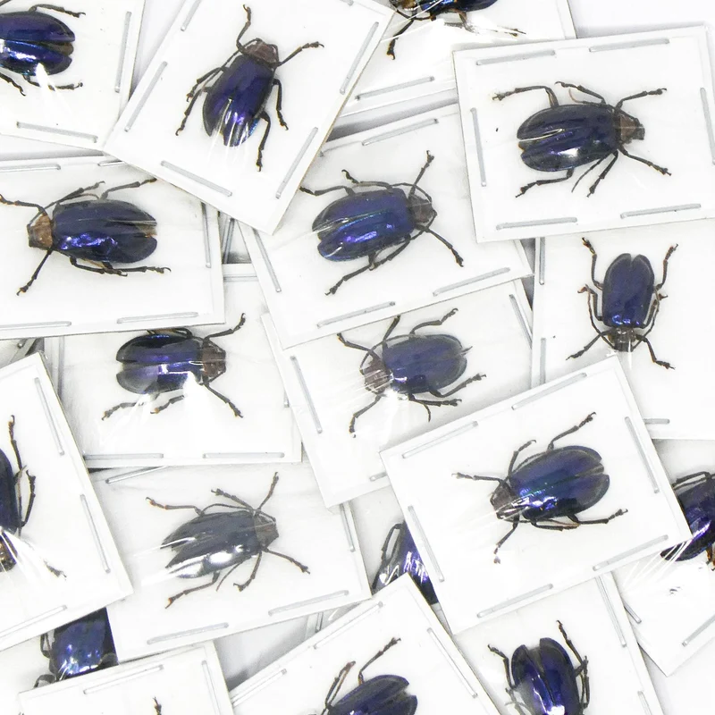 FIVE (5) Mini Blue Beetles (Aplosonyx philippinensis) A1 Entomology Specimens