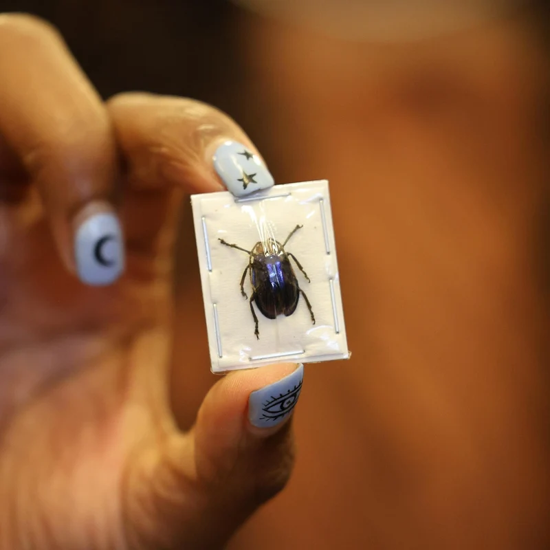 FIVE (5) Mini Blue Beetles (Aplosonyx philippinensis) A1 Entomology Specimens