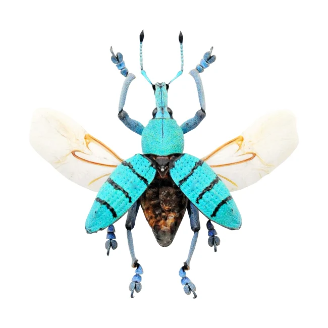 2 x Spread Eupholus geoffroyi Beetles A1 Quality - Wings Open Display