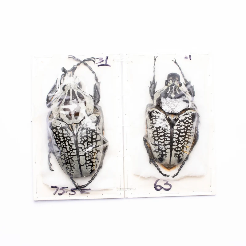 A Pair of African Goliath Beetle (Goliathus orientalis) A1 Unmounted Entomology Specimens