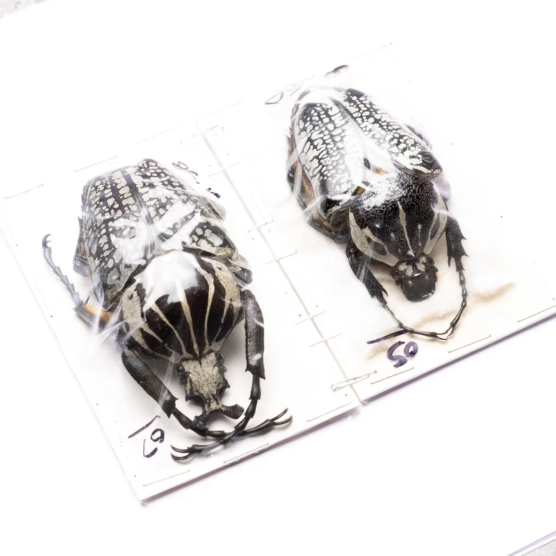 A Pair of African Goliath Beetle (Goliathus orientalis) A1 Unmounted Entomology Specimens
