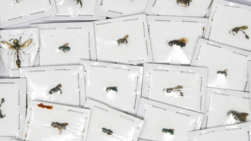 FIVE (5) Mixed Assorted Hymenoptera East Java 5-10mm