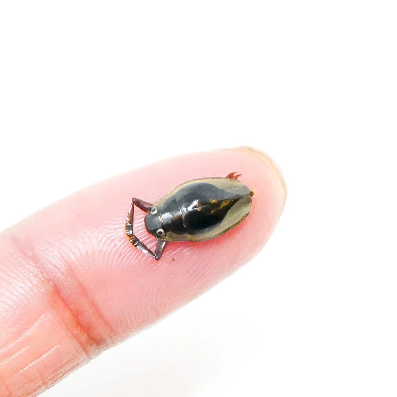 FIVE (5) Tiny 10mm Water Beetles (Patrus sp. 01) Unmounted Specimens