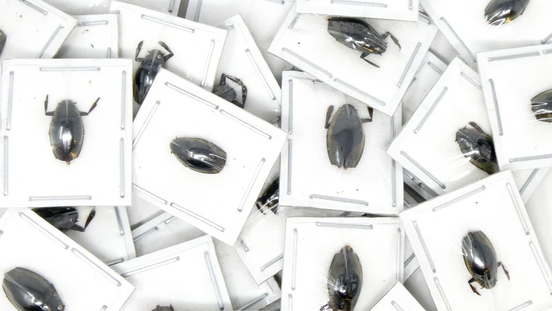 FIVE (5) Tiny 10mm Water Beetles (Patrus sp. 01) Unmounted Specimens