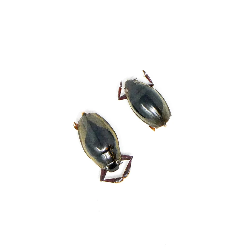 FIVE (5) Tiny 10mm Water Beetles (Patrus sp. 01) Unmounted Specimens